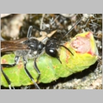 Ammophila sabulosa - Sandwespe 64m Sandwespe-beim-Raupendiebstahl-Sandgrube-Niedringhaussee.jpg